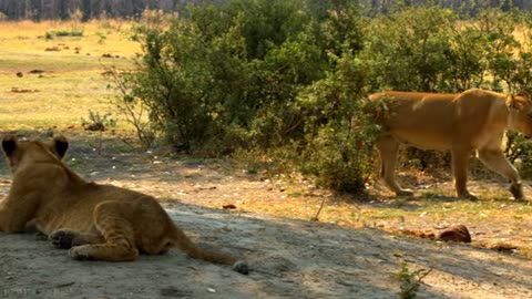 Wild Africa: Lioness and Her Cub's Graceful Sunlit Grazing