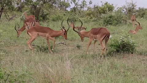 Impala Rams Fighting. Fighting Impala Rams. Rams Battel. Impala rams fighting animal videos..l