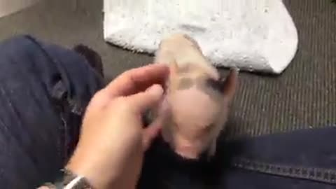 Cutest baby pig ever