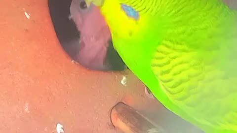 australian parrots breeding and baby voice