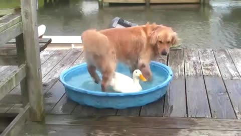 Dogs and ducks are good friends, they love each other