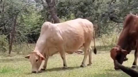 Cows are great lawnmowers! #cow #animals #cattle #nature #cows #lawn