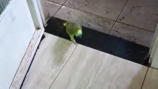 a parrot