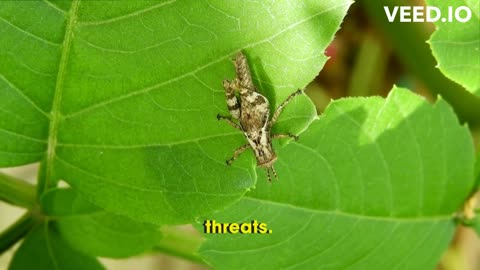 Grasshoppers: Facts, Behaviors, and Amazing Adaptations in 150 Seconds! Locusts