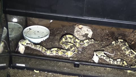 Gaboon vipers Live feeding and shed