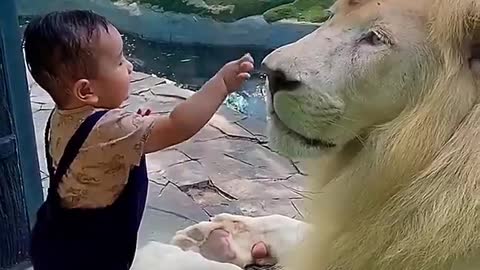 Child and lion love