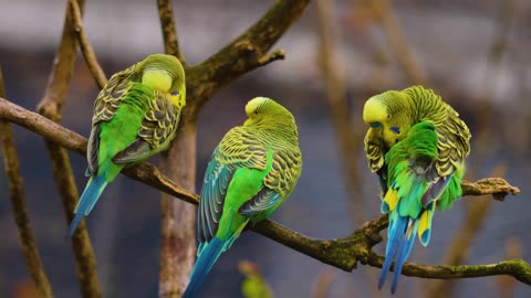 Parakeets Unveiled: 7 Unusual Facts About Parakeets That Will Surprise You!