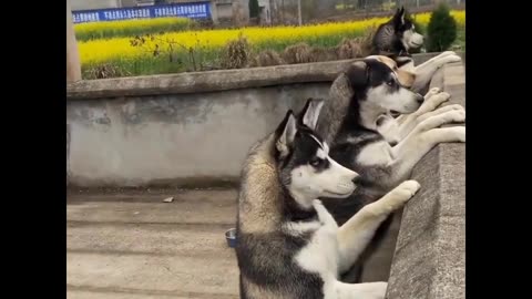 Huskies Spot a Cat and Their Reaction Will Surprise You!😂 #husky #cat #animals #pets