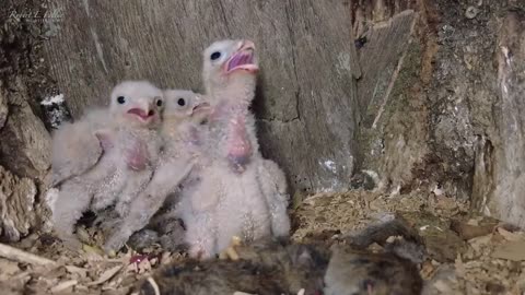 Kestrel Dad Learns to Care for Chicks After Mum Disappears-19