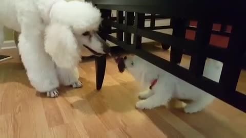 Puppy wins tug of war with bigger dog