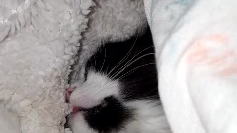 funny kitten kneading his blanket