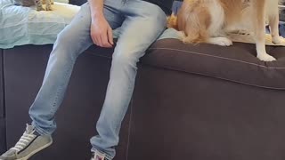 Cat Doesn't Like it When You Touch His Dog Friend
