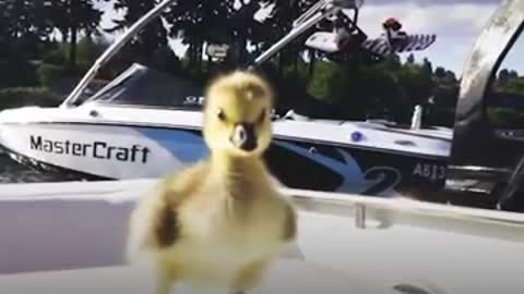 Goose Visits Man Who Rescued Her Every Day - The Dodo_Cut