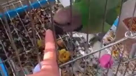 My Indian Ringneck Parakeets