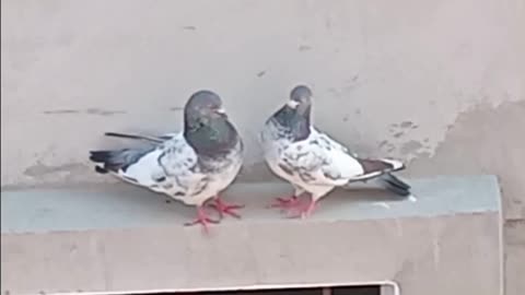 #lovebirds#pigeons#কবুতর#cute_pigeon