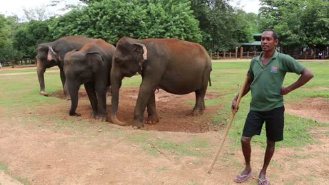 Srilanka elephant bathing time