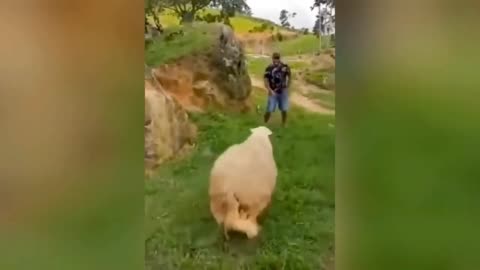 Funny with sheep🥰🤣😂