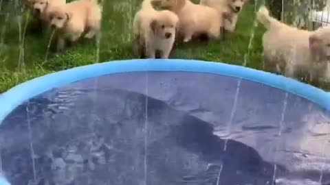 Sprinkle Pool for my Puppies 🐶🐶🐶🐶🐶 #Bathing #Time #Swimming #Sprinkler #Pool