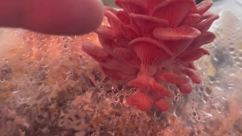 ions mane and pink oyster mushrooms 4th and last flush