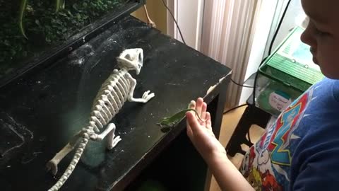 Teaching my nephew (5 years old) to handle a baby chameleon