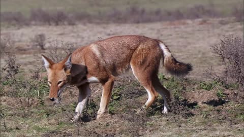 Life - Stalking Ethiopian Wolf