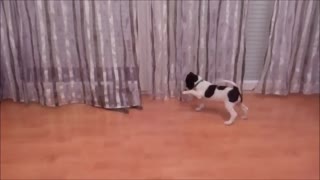 Cat and puppy - cute and funny moments