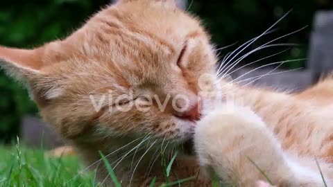CAT FUNNY VIDEOS