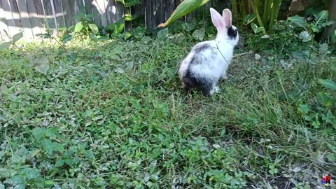 Cuteness Overload: Rabbit's Eating and Play Session