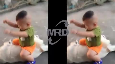 Funny Babies Riding Dogs - Baby and dog show love for one another