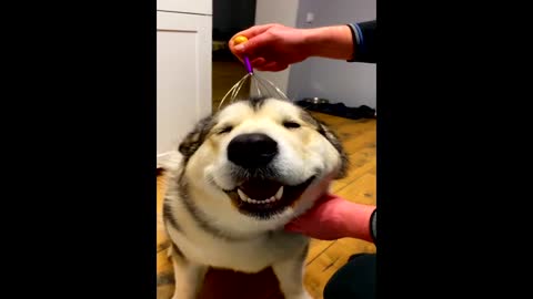 Husky gets high from head massage