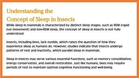 Do Bees Sleep?