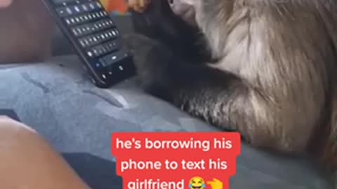 Monkey Texting on Phone