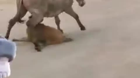 Angary ass attacked on dog he cought leg