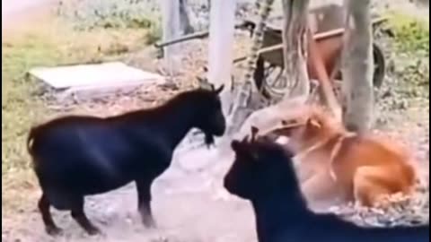 funny dogs and goat video, just for fun #rumble #viral #views #fun #animal