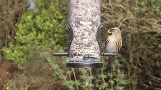 Lovely birds eat