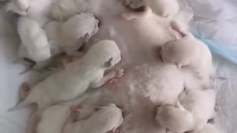 Mother cat Feeding her cutest tribe kittens