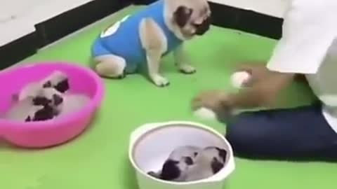 Cute and smart dog playing #shorts