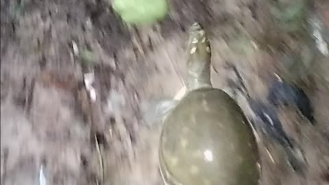 A little turtoise running very fast