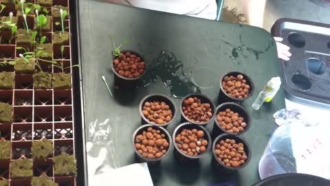 Transfering Seedlings from Rockwool to Hydroponic System (1)
