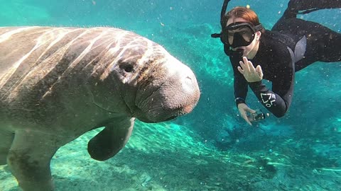 Swimming with Florida manatees!