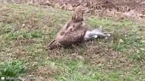 14 Best Hawk Attacks Caught On Camera!!