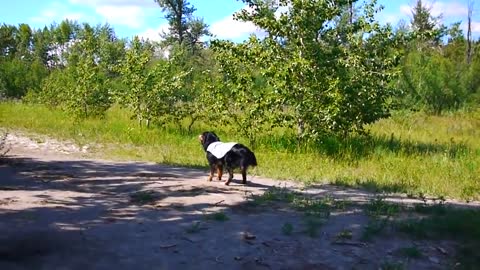 Dog has priceless reaction to off-leash park