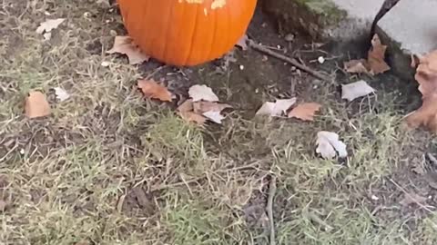 Squirrel Enjoys Pumpkin Season