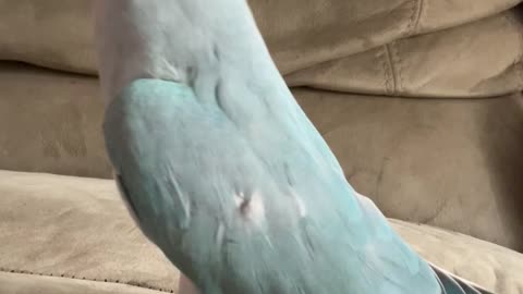 Kiwi The Parrot Has Great Manners