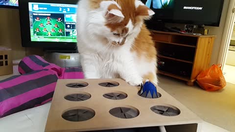 Cat Mesmerized by Whack a Mouse Toy