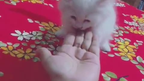 CUTE SMALL CAT PLAYING WITH ME.