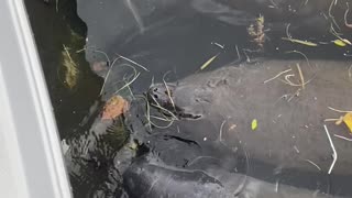 Manatee family enjoying breakfast!