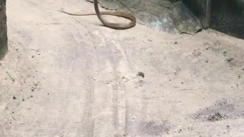 The mongoose fight against the big snake #thatmont Mongoose vs Big snake fight