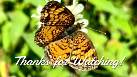 Pearl Crescent Butterfly (Phyciodes tharos)