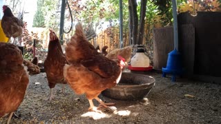 Backyard Chickens Fun Relaxing Chickens Hens Roosters Sounds Noises!
